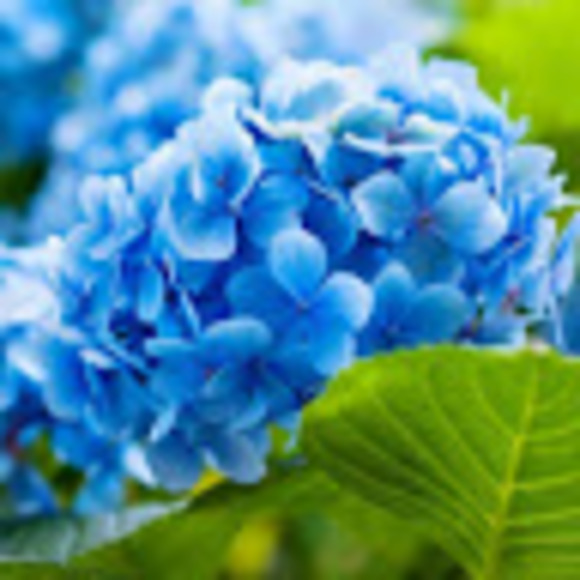 Meet your Posher, Abigail - Picture 1 of 1